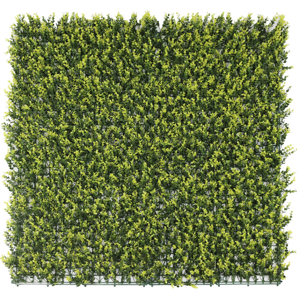 Yellow English Boxwood Artificial Vertical Garden Green Wall Panel 40×40in 11 SQ FT – UV Resistant – Commercial Grade