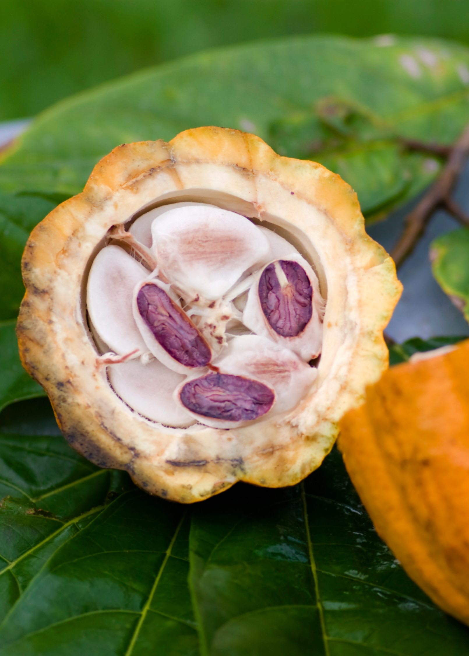 Cacao, Yellow (Theobroma cacao)