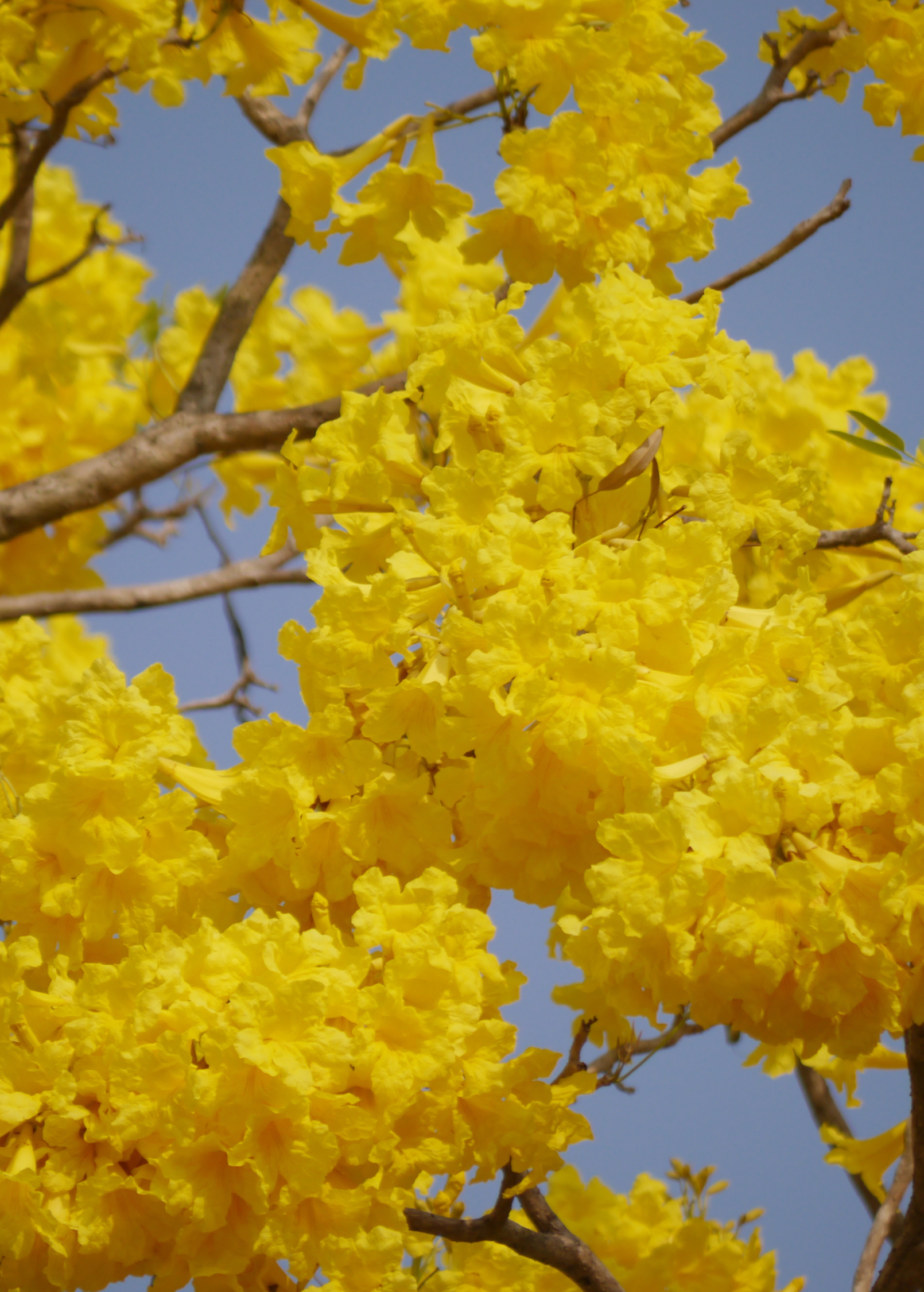 Yellow Tabebuia (Tabebuia spp.)