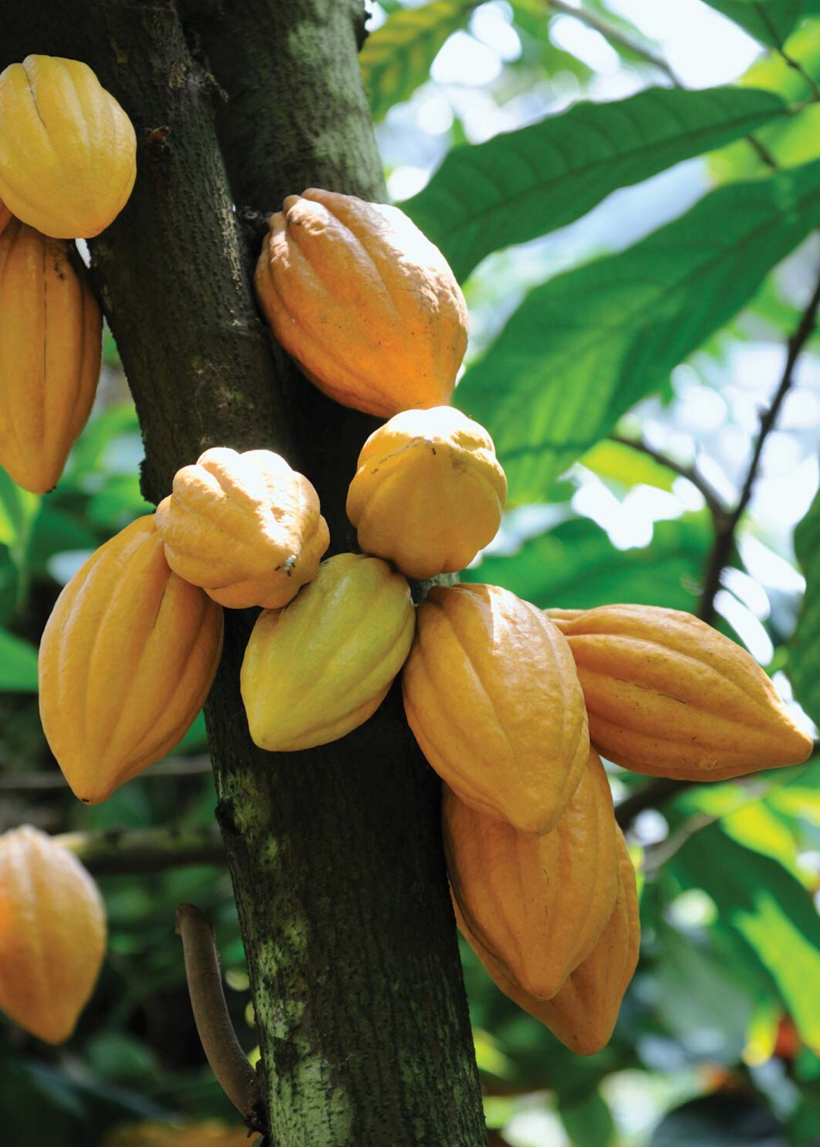 Cacao, Yellow (Theobroma cacao)