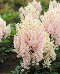 Younique Salmon Short Astilbe - 3 root divisions
