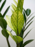 Zamioculcas Zamiifolia ZZ 'Chameleon' Plant