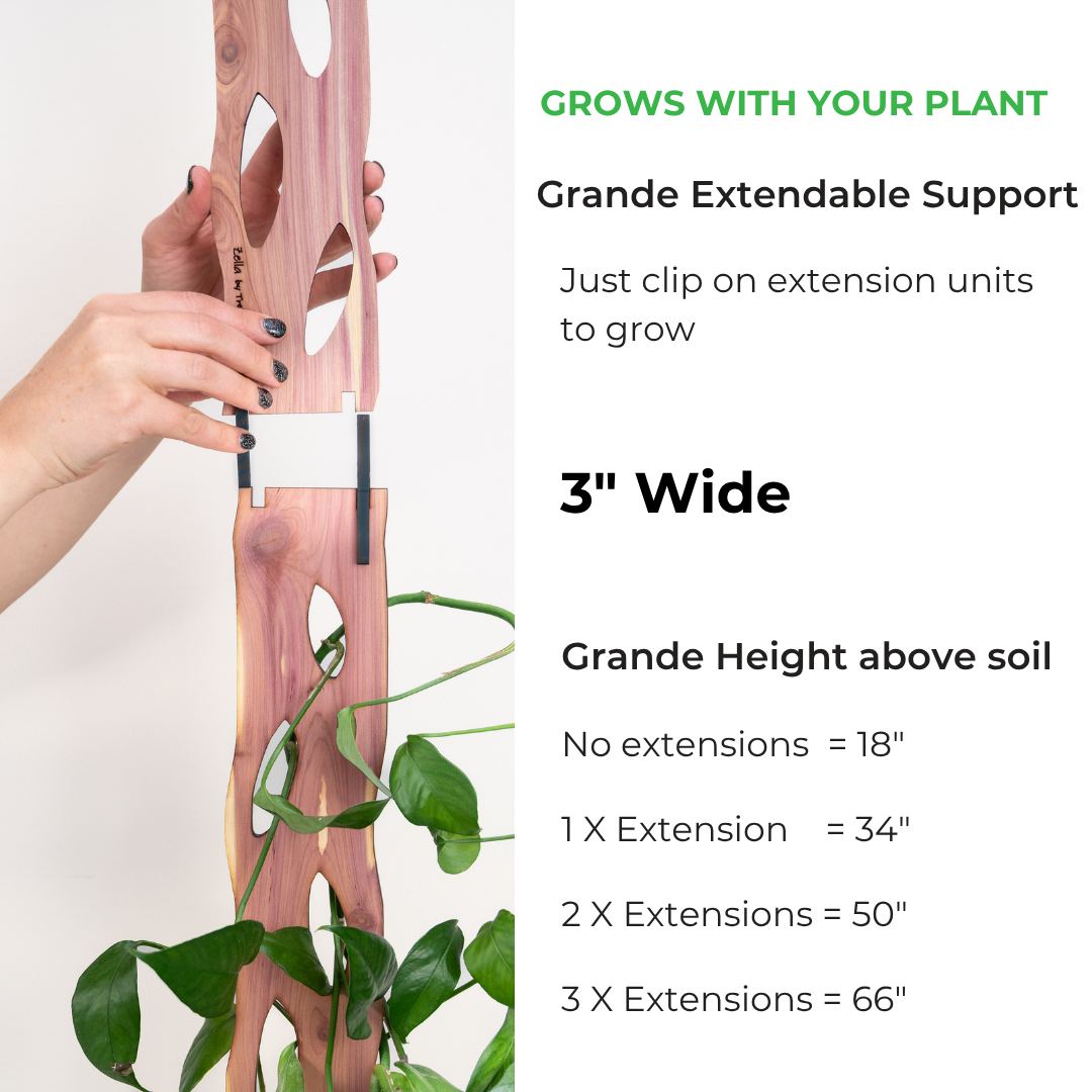 Zella - Wooden Extendable Plant Support