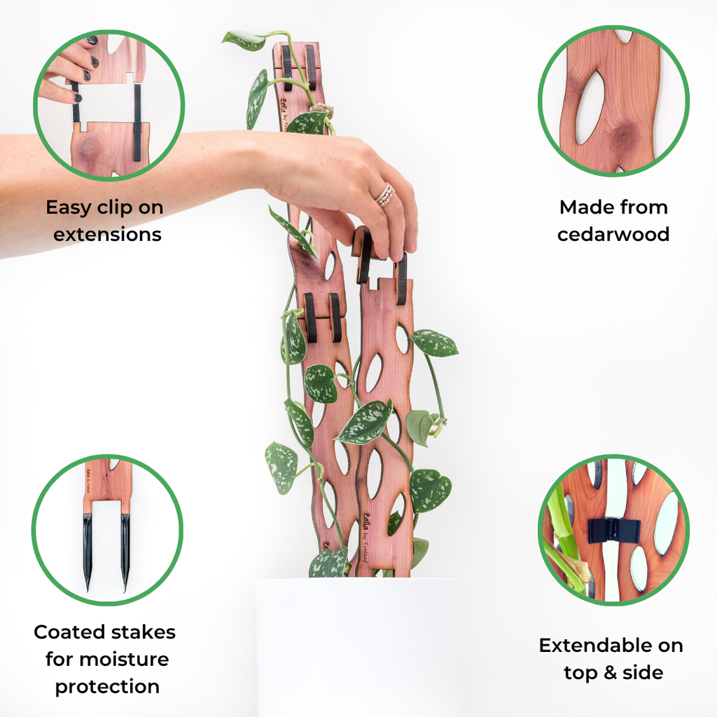 Zella - Wooden Extendable Plant Support