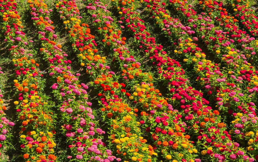 250 Mixed Colors Common GARDEN ZINNIA Elegans Flower Seeds