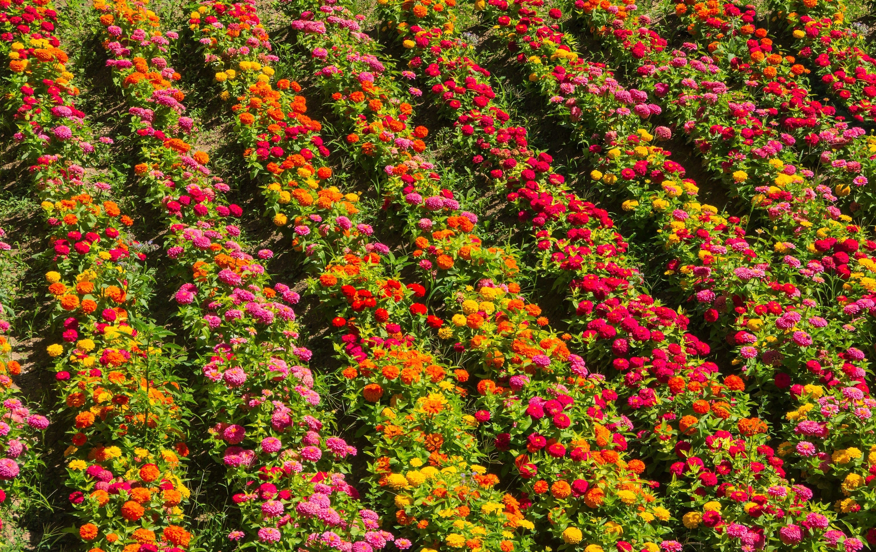 250 Mixed Colors Common GARDEN ZINNIA Elegans Flower Seeds