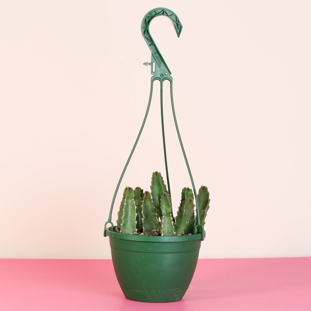 Stapelia Gigantea Zulu Giant Stafish Succulent