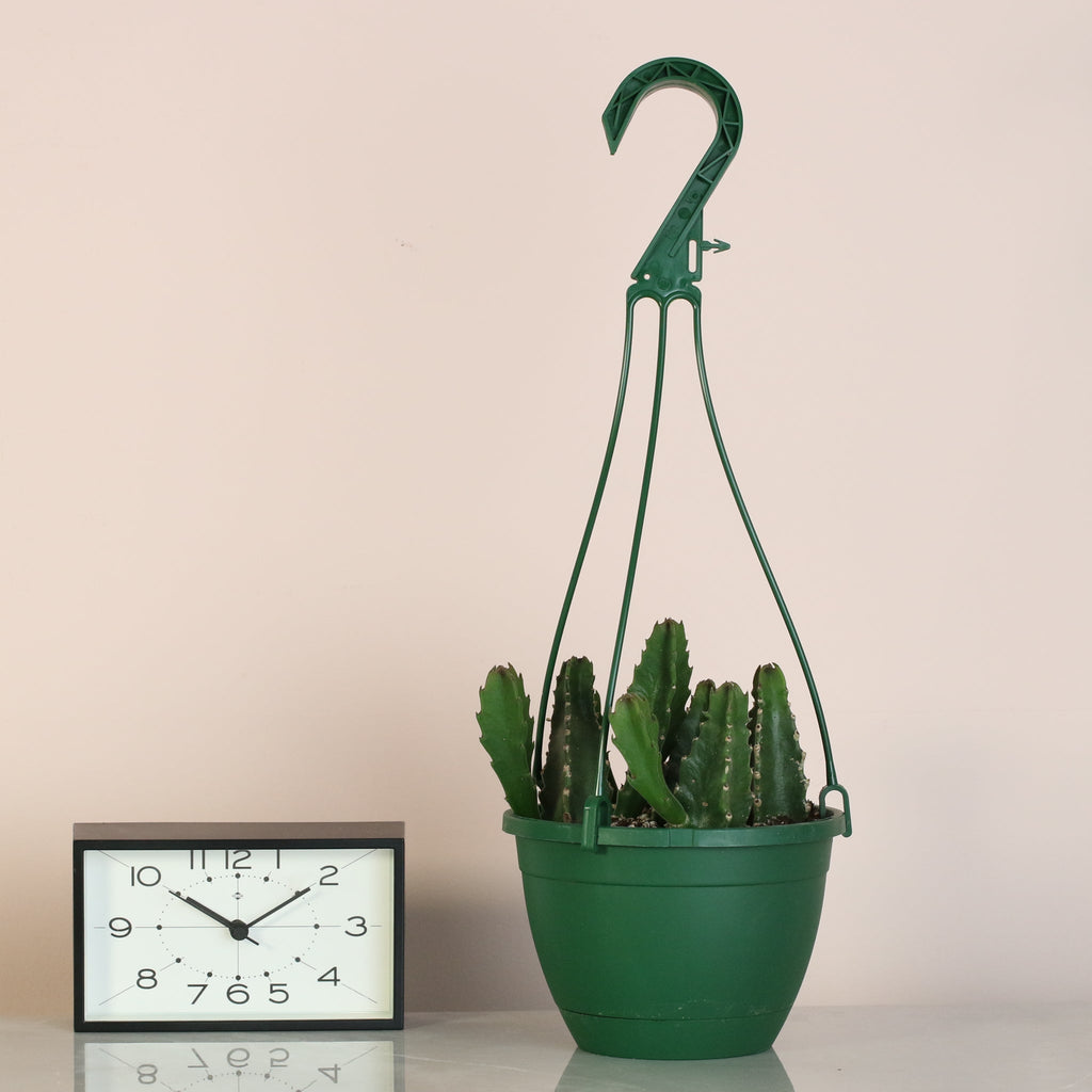 Stapelia Gigantea Zulu Giant Stafish Succulent