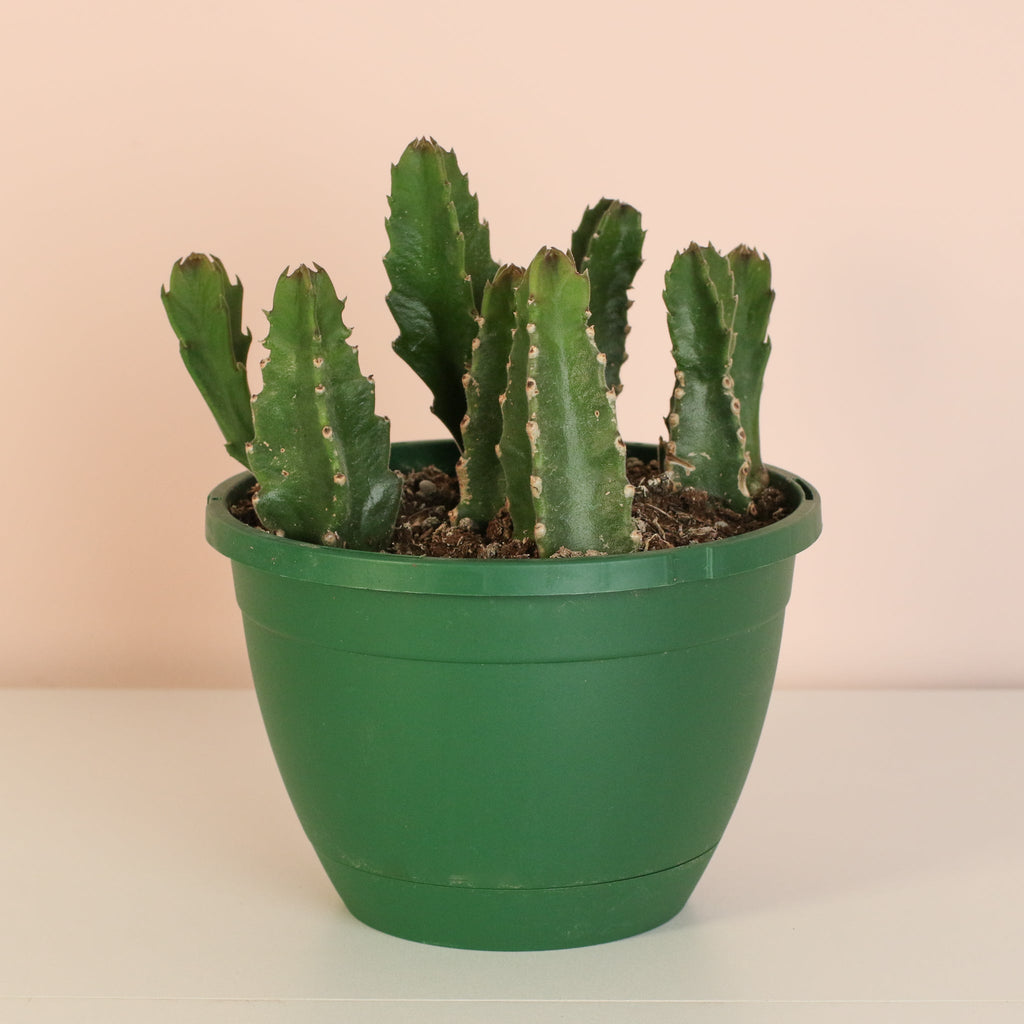 Stapelia Gigantea Zulu Giant Stafish Succulent