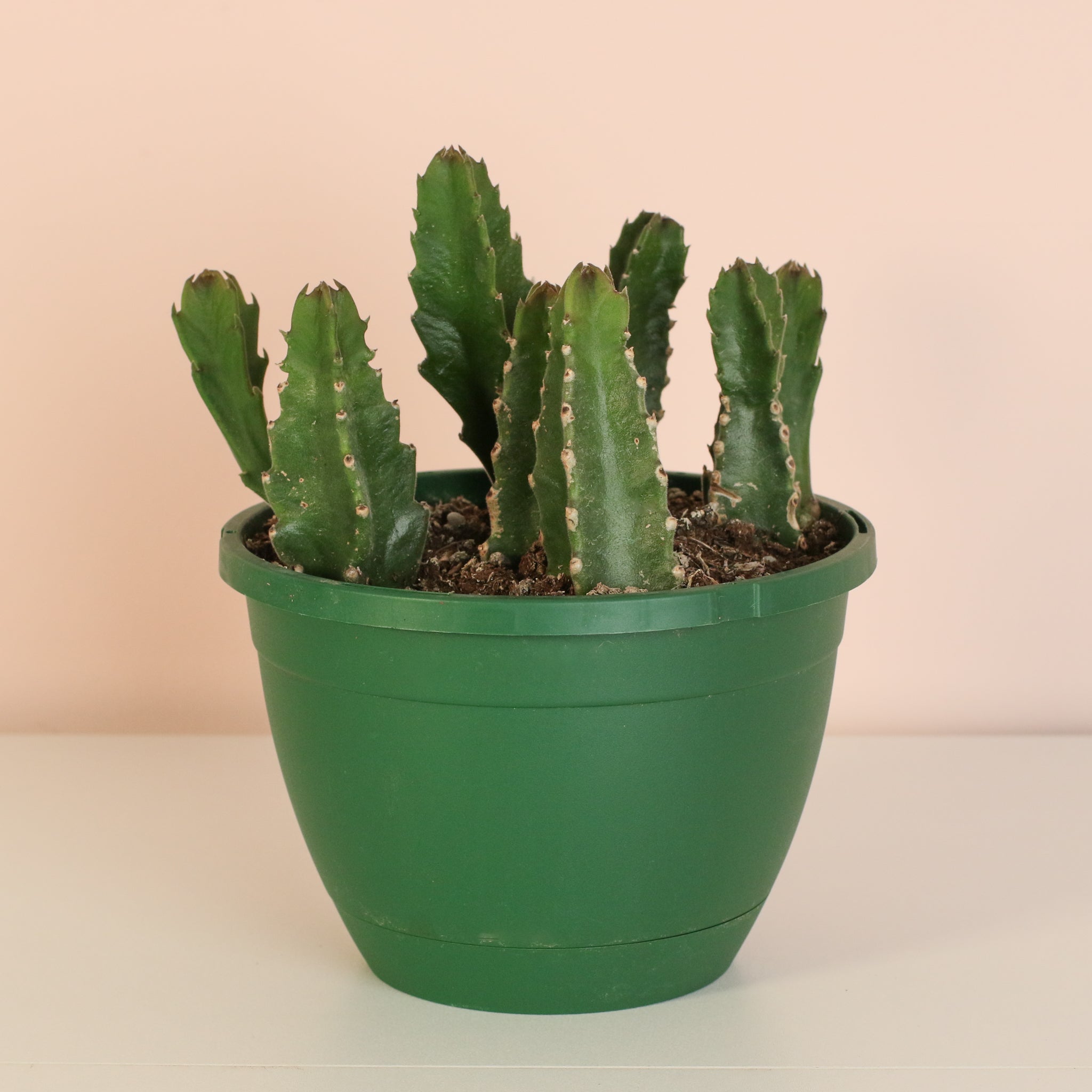 Stapelia Gigantea Zulu Giant Stafish Succulent