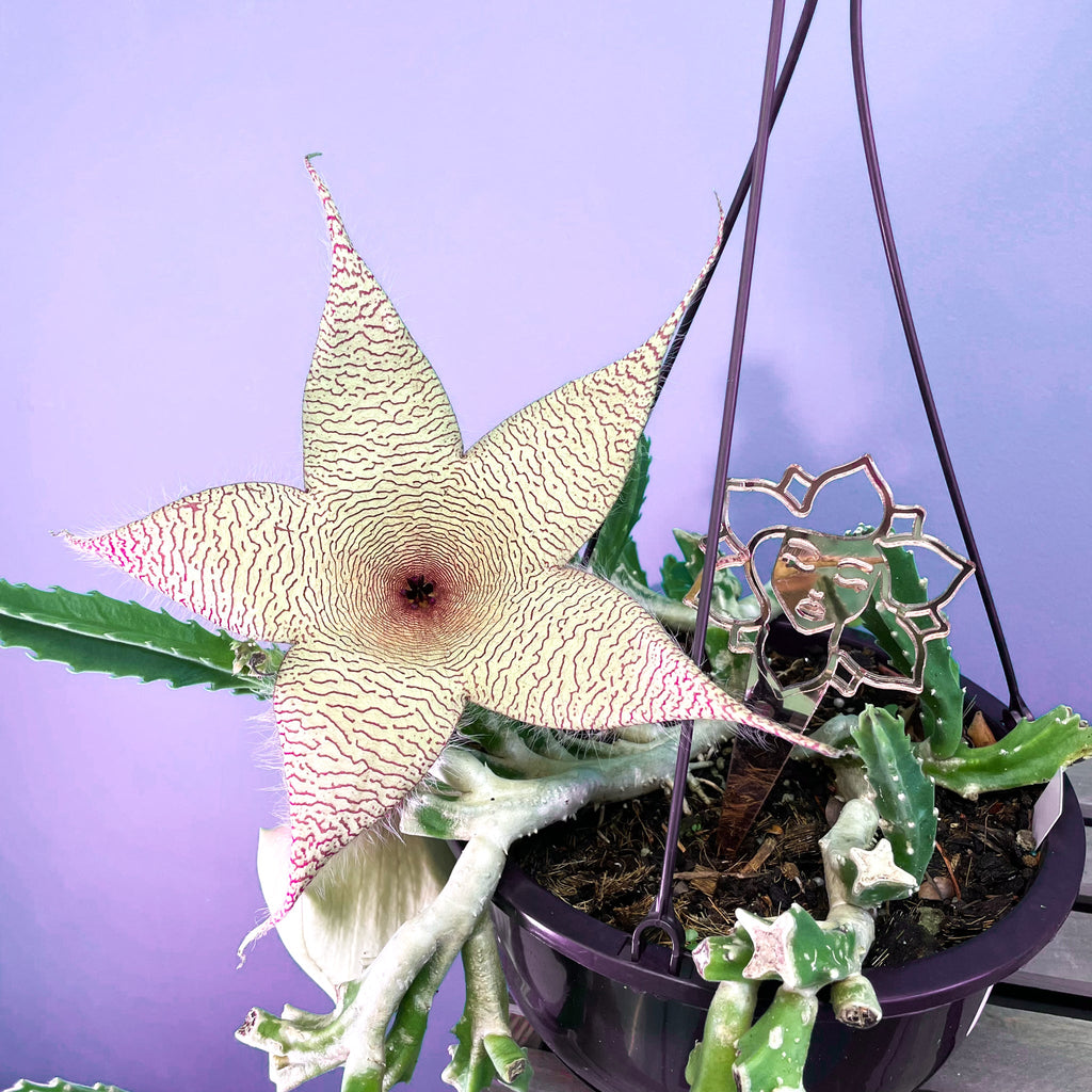 Stapelia Gigantea Zulu Giant Stafish Succulent