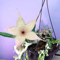 Stapelia Gigantea Zulu Giant Stafish Succulent