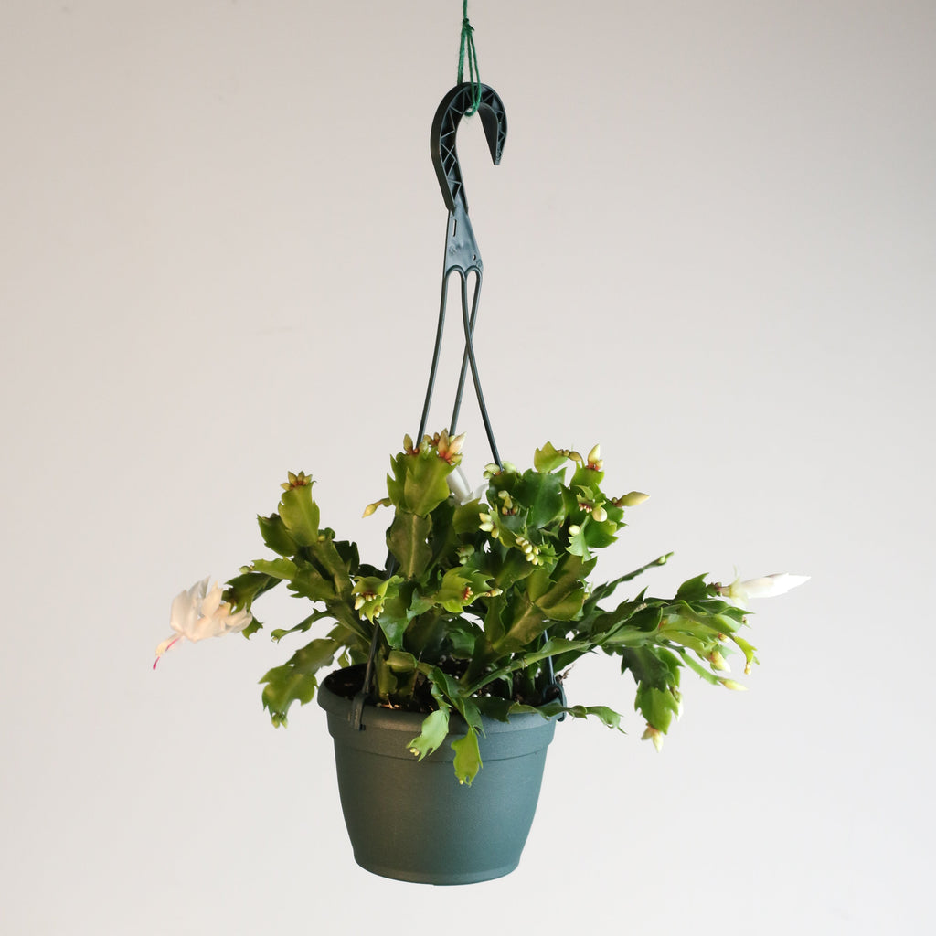 Zygo Cactus