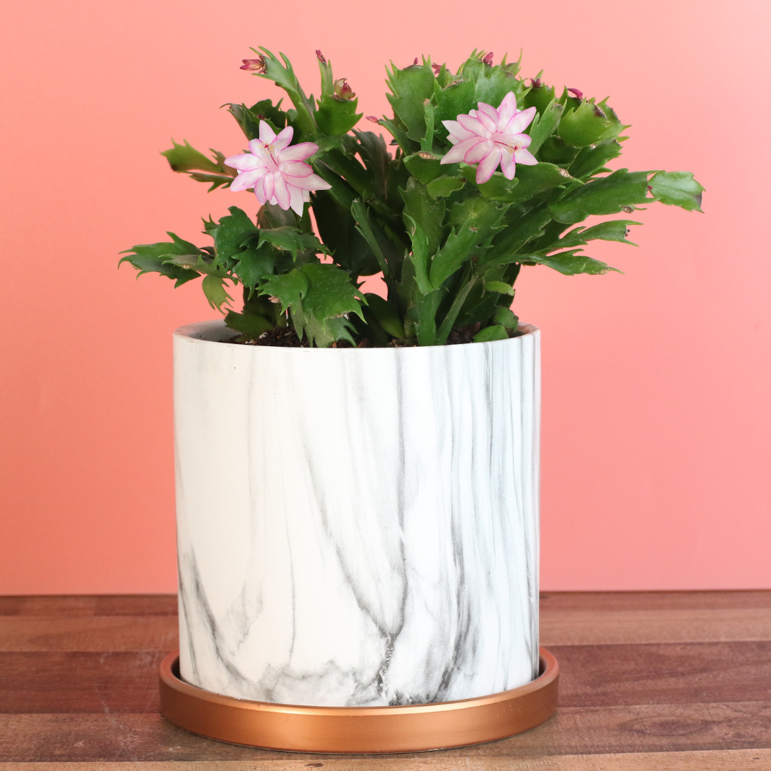 Zygo Cactus