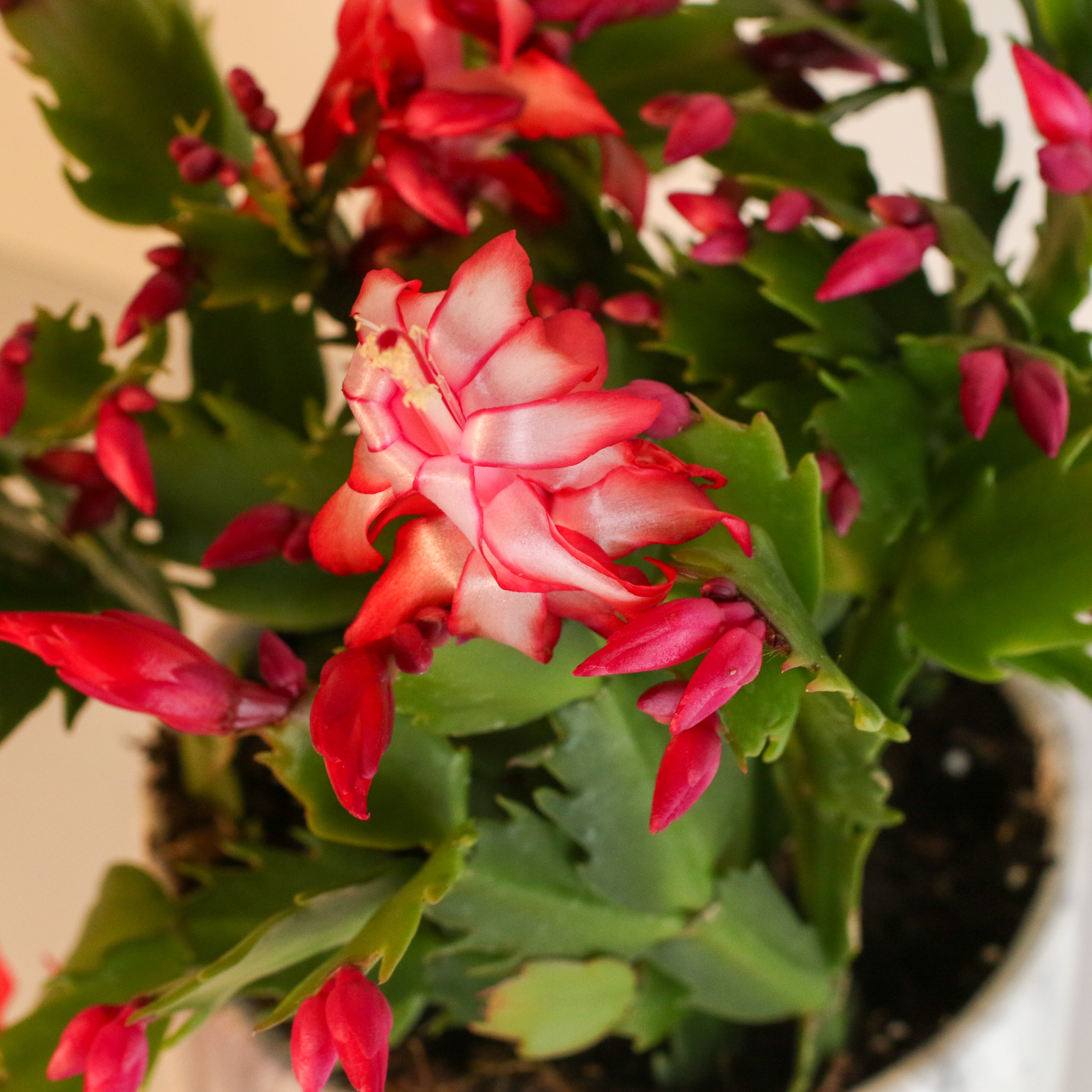 Zygo Cactus