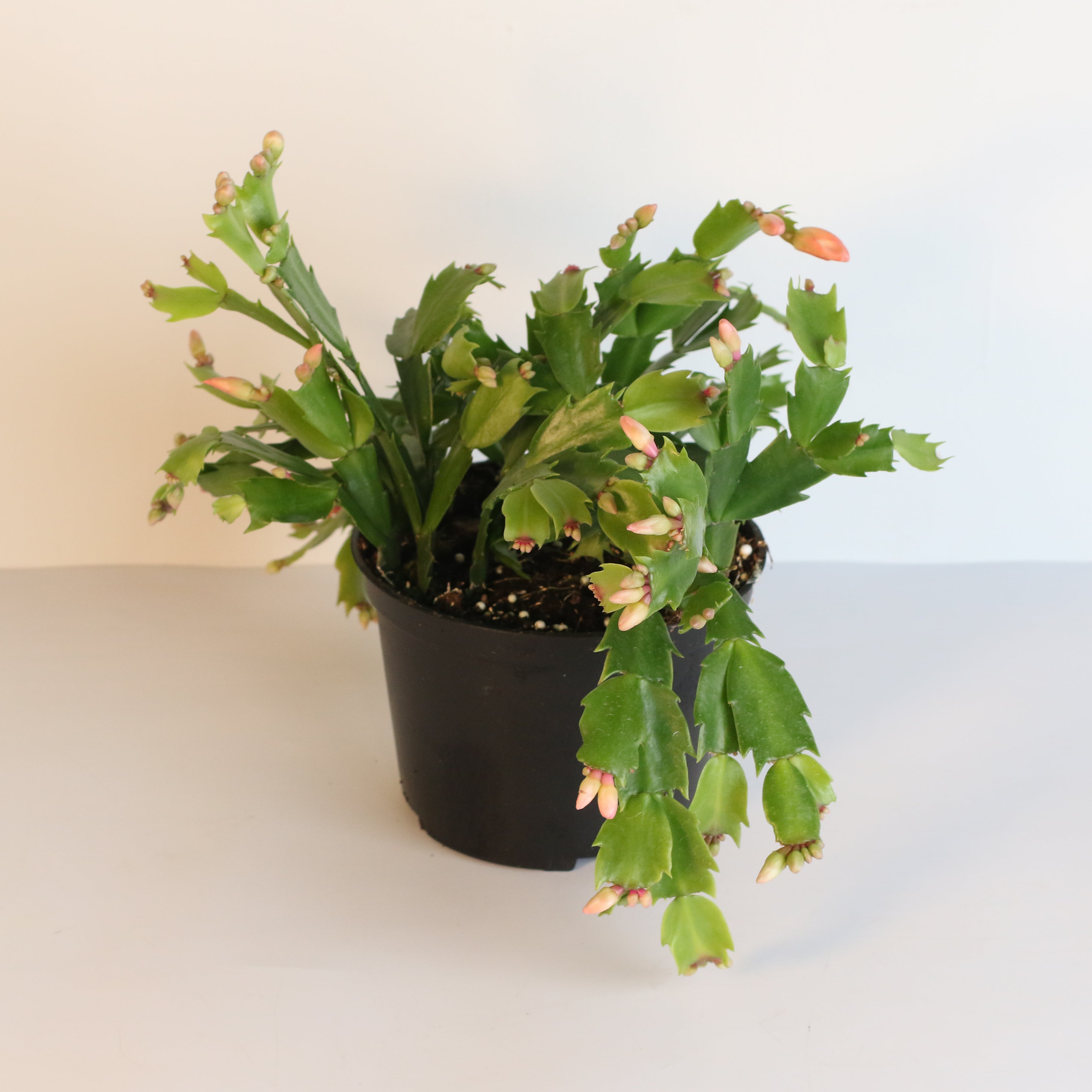 Zygo Cactus