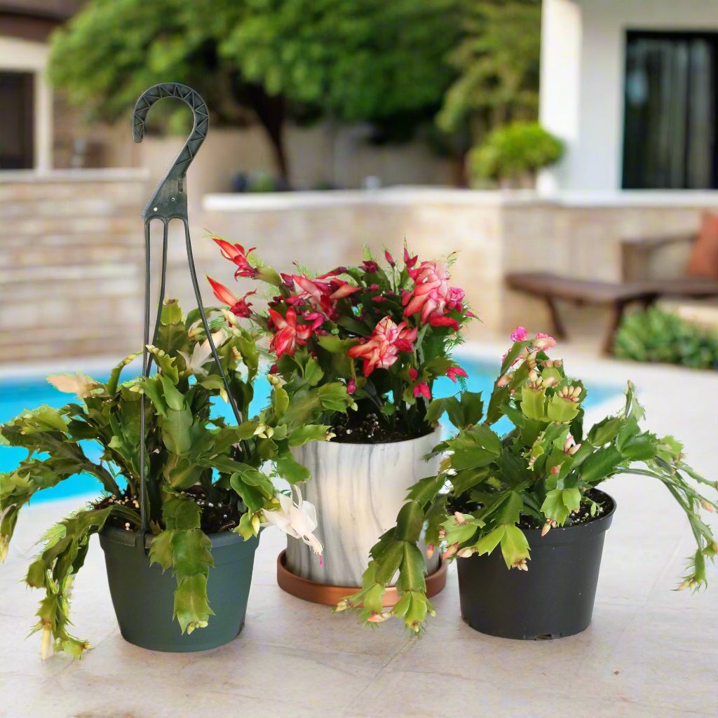 Zygo Cactus