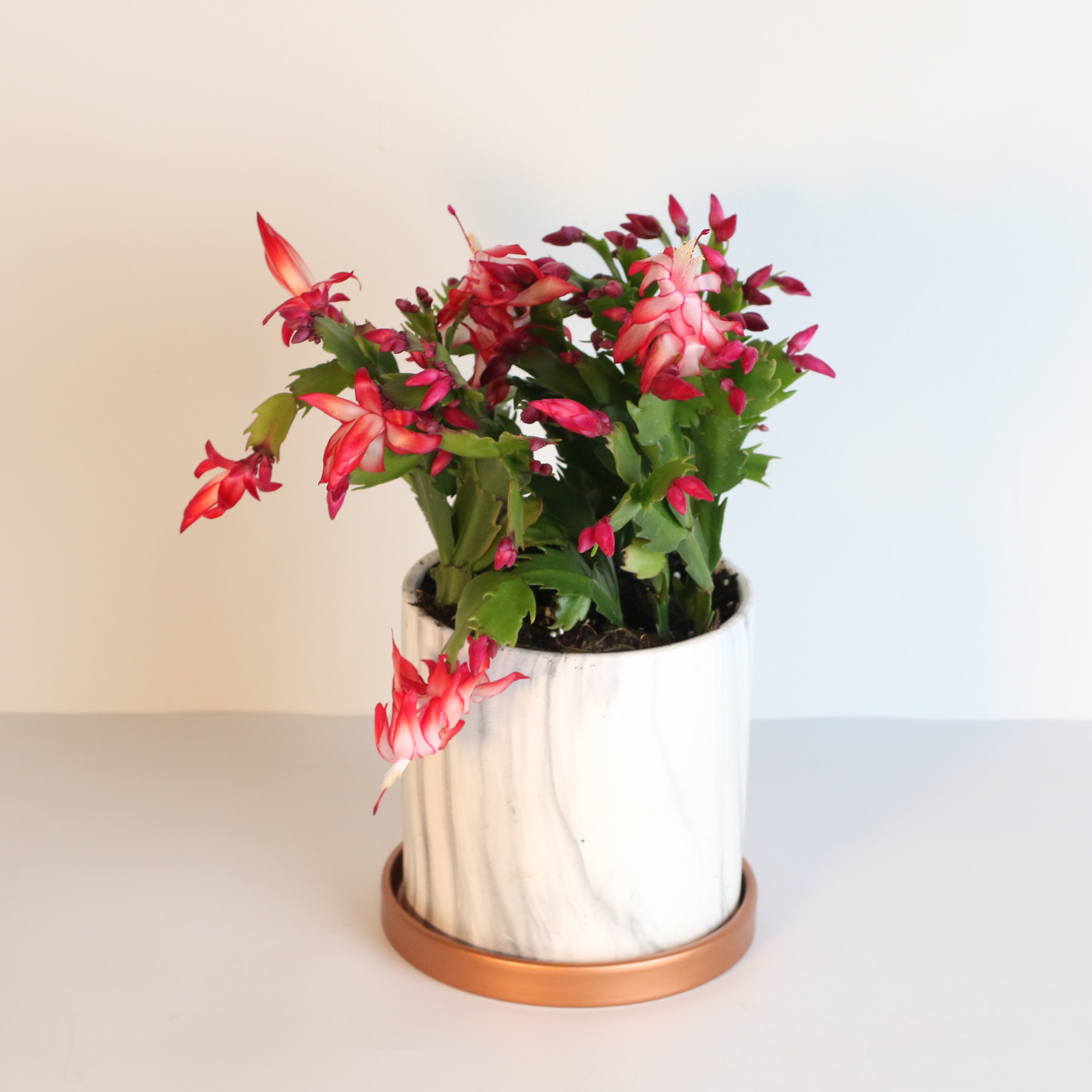 Zygo Cactus
