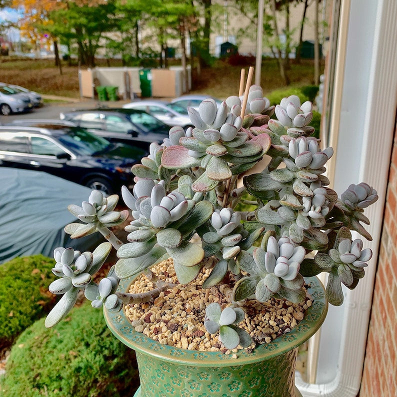 Boutique Big Rare Succulents/Cotyledon Orbiculata cv. Variegated/What You See is What You Get/Bare Root Without Soil Pot/Plants Gifts