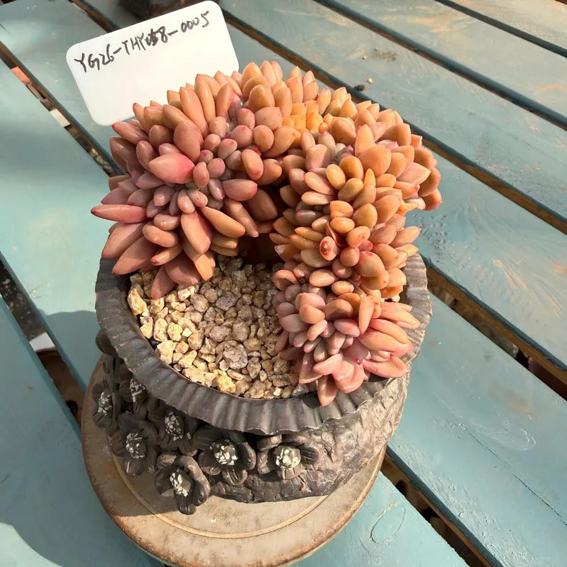 4-Year-Old Rare Crested Growth Succulent No. THY058-0005 | Echeveria 'Peach Blossom Spring' | 3.7-inch Premium Specimen Collector Grade Plant