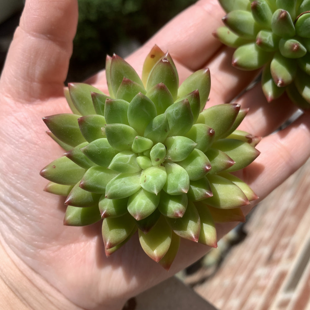 Father's Day Gift: Echeveria 'Oracrium' - Sought-after Rare Succulent - Prized For Its Needle-like Foliage