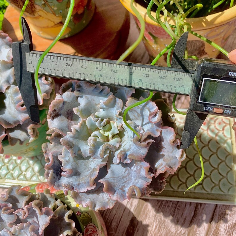 Echeveria 'Crispate Beauty' Single-stemmed Living Plant Approx. 4 inches in Diameter