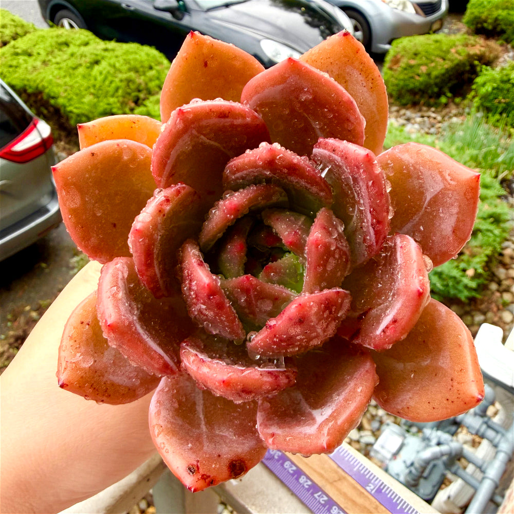 Rare Echeveria 'Wine Champagne' 4.5"-5" Boutique Succulent - 1 of 1 WYSIWYG Live Plant - Exact Plant Shown