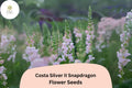Costa Silver II Snapdragon Seeds - 1000+ Silvery-Lavender Blooms for Garden & Cut Flowers
