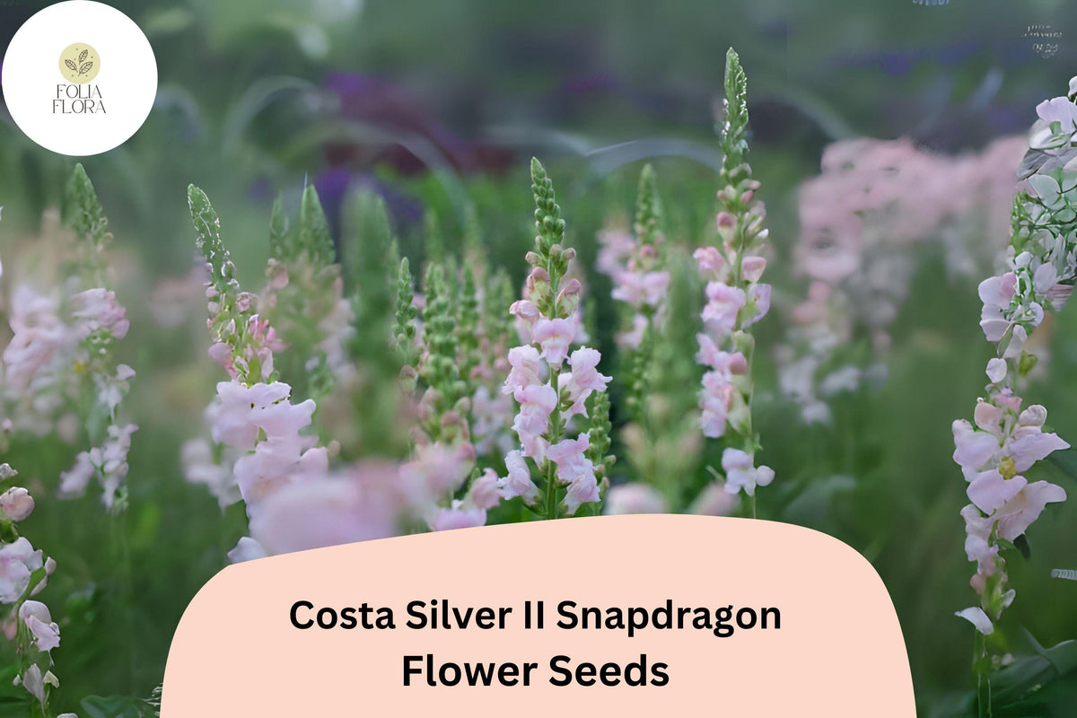 Costa Silver II Snapdragon Seeds - 1000+ Silvery-Lavender Blooms for Garden & Cut Flowers