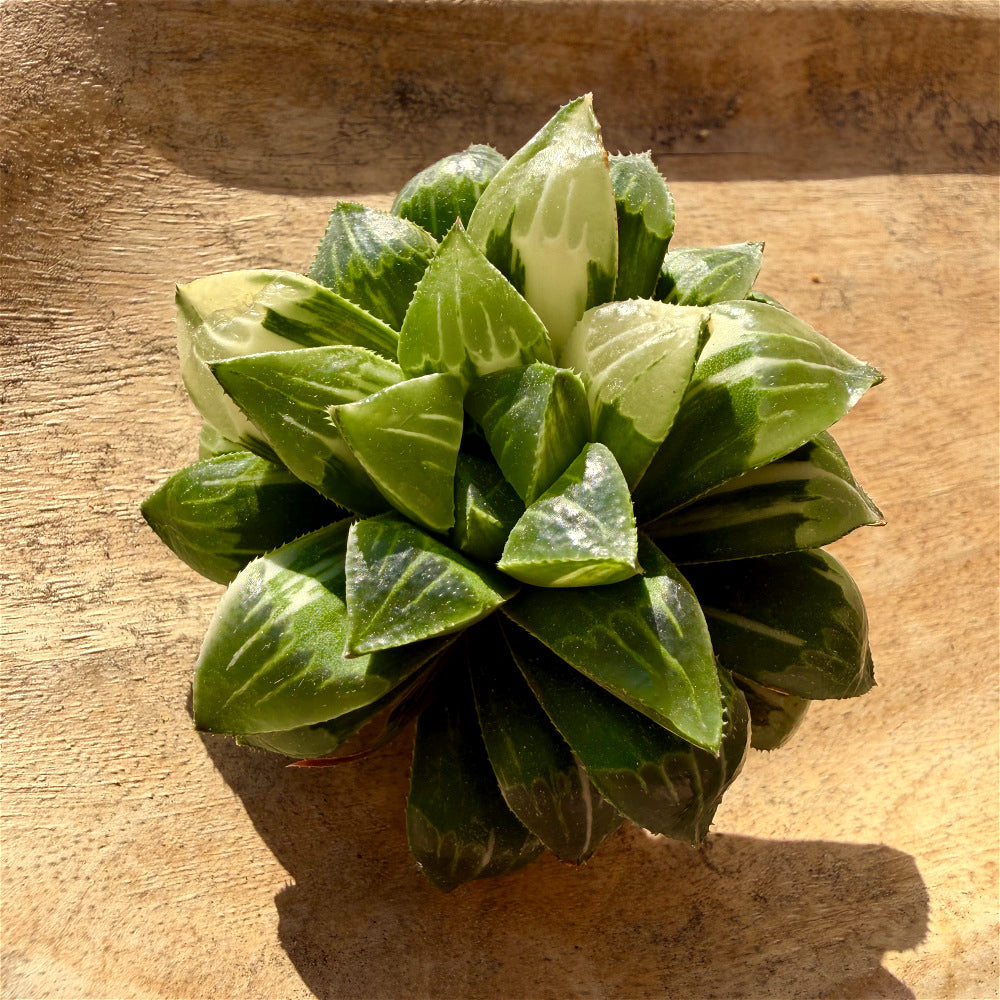 Haworthia 'Heidelbergensis' ~3" Diameter Preferred Succulent Live Plant