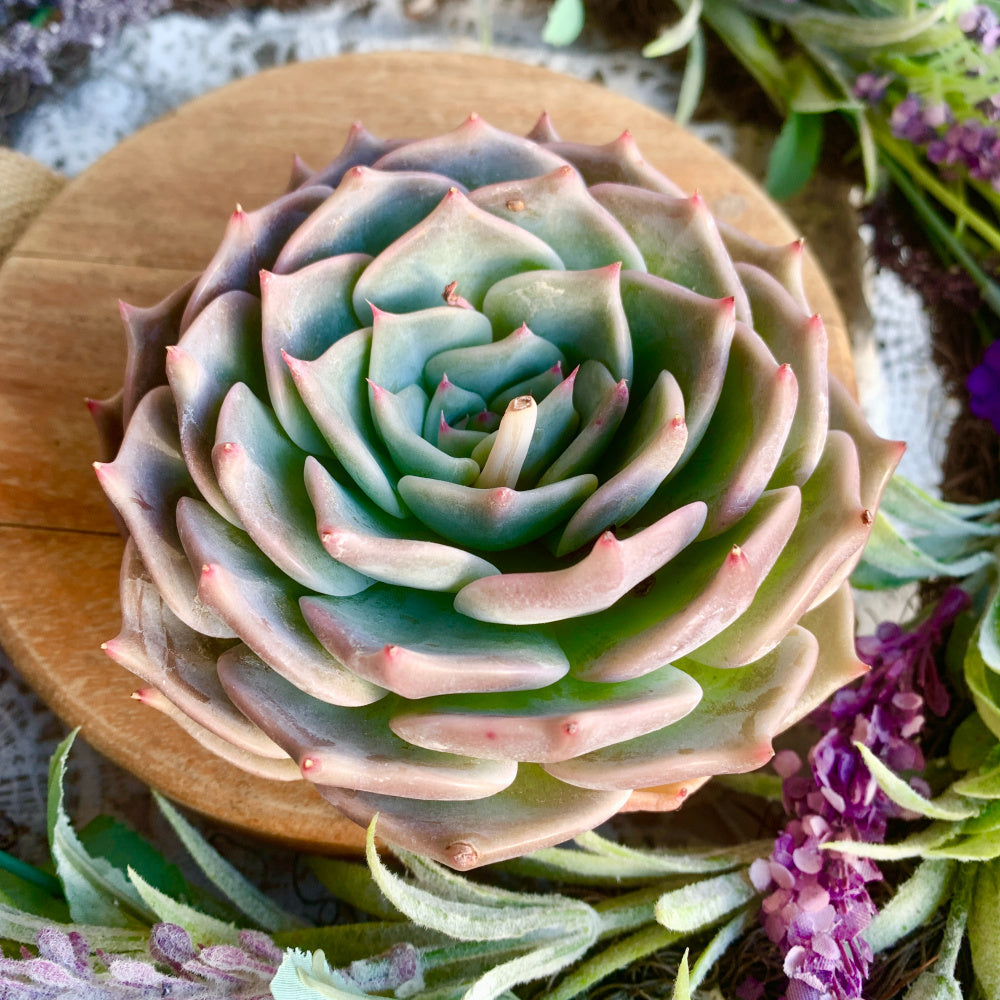Echeveria 'Cupid' - Single Diameter Approx. 4"