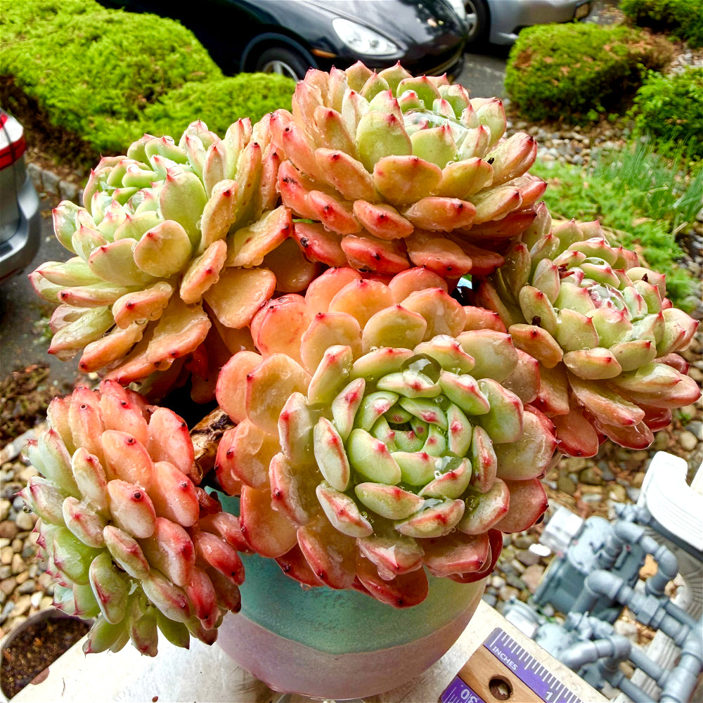 Echeveria 'Hani' - 6" Rare Live Succulent Exact Plant Shown - 1-of-1 Collector Plant - WYSIWYG Only One Available