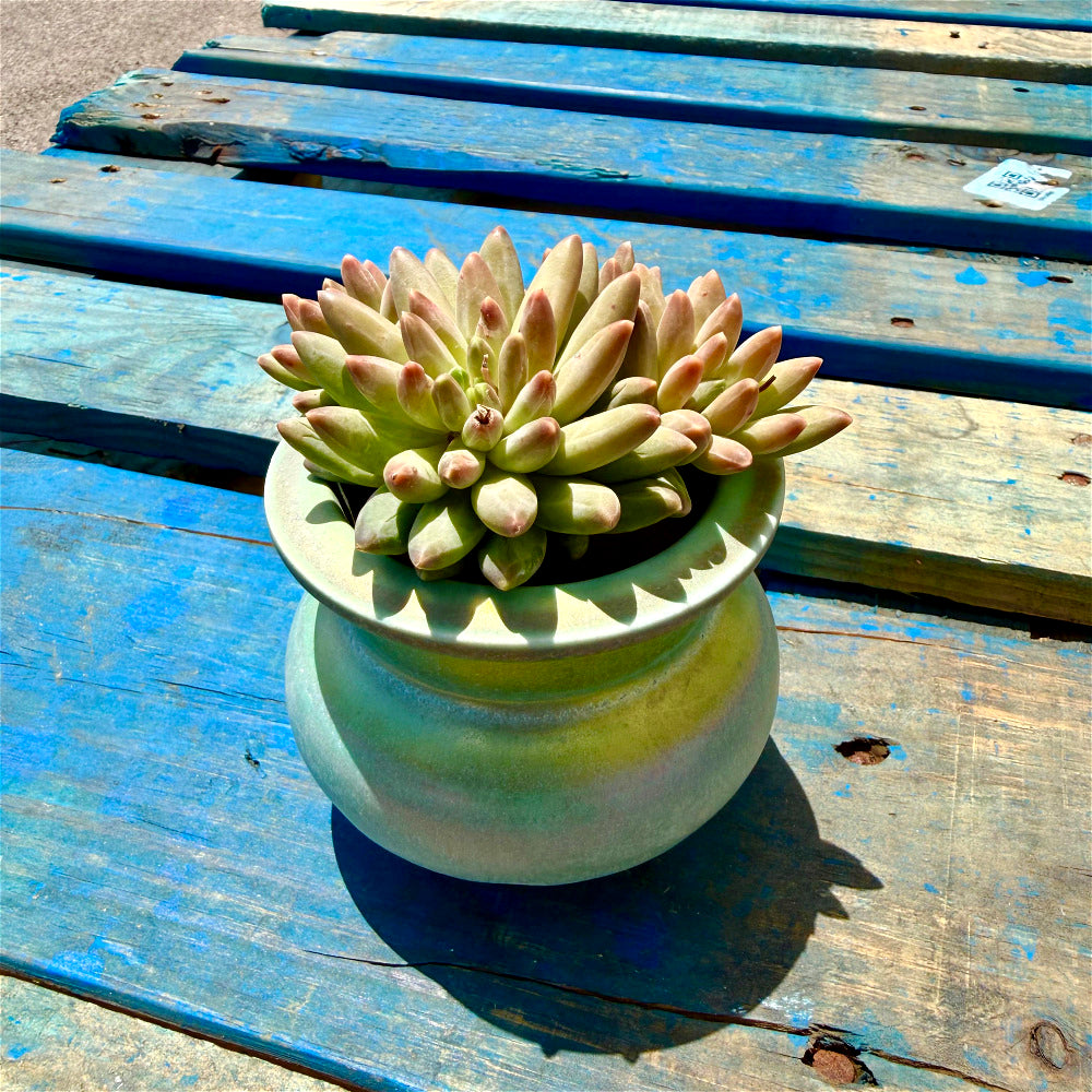 Echeveria 'Icarus' Cluster 3"-3.5" Diameter
