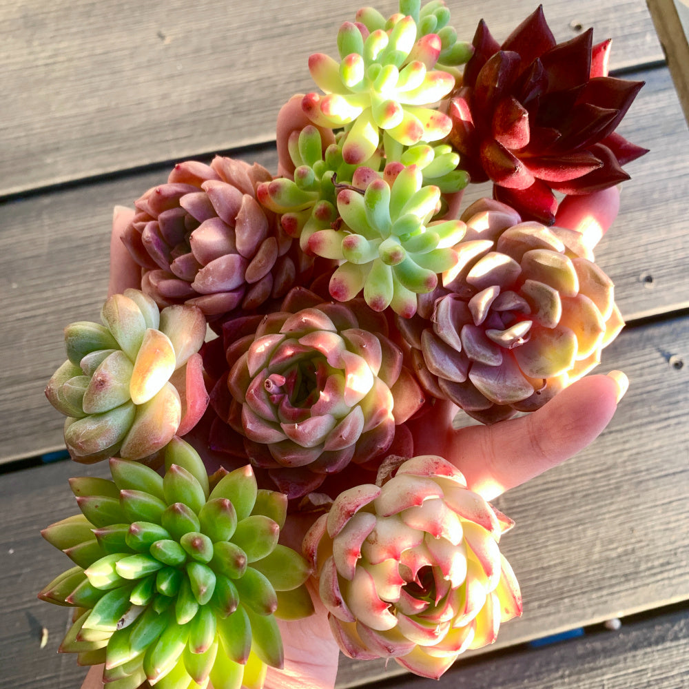 Large 6-pcs/12-pcs Premium Assorted Succulents - 2"-3" in Diameter Mix Plants Random Succulents
