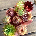 6-pcs Large Premium Assorted Succulents - Diameter 1.8"-3" Mix Plants Random Rare Succulents