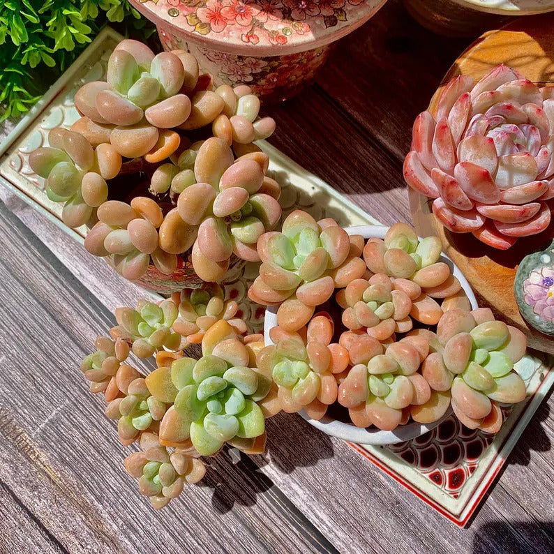 [Mother's Day Gift] Popular Charming Compact Succulent Shrublet - ×Graptosedum 'Miul' - Drought-tolerant Plant Perfect For Potted, Hanging Baskets,  and Rock Gardens