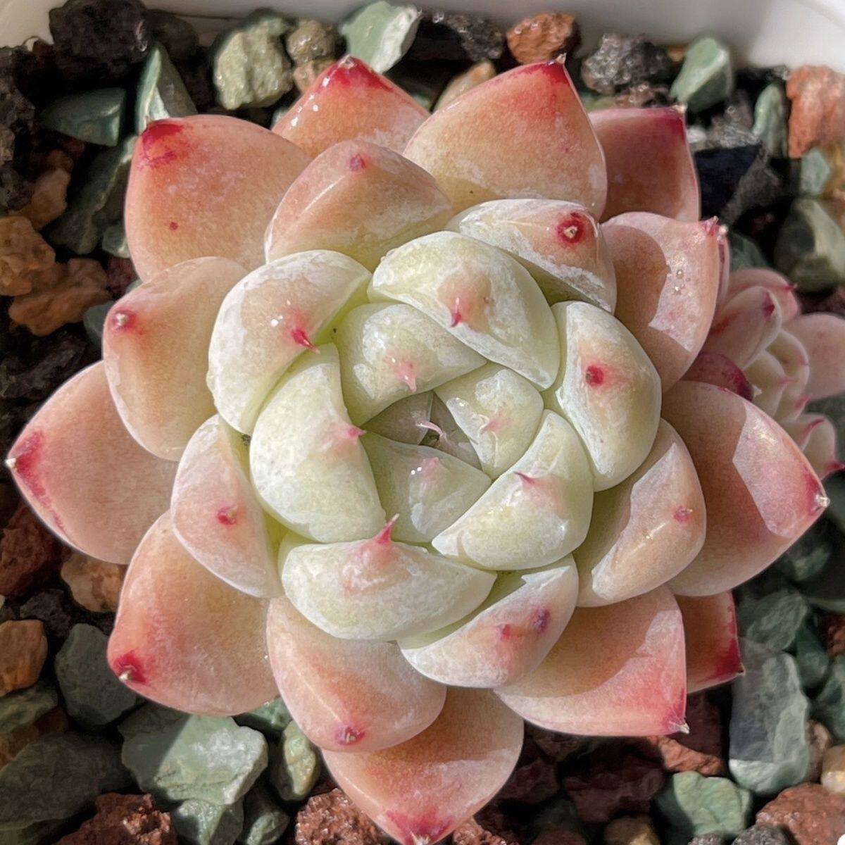 Echeveria ‘Alba Beauty’ Live Succulent | Rosette Echeveria Plant for Desk, Shelf & Minimalist Home Decor