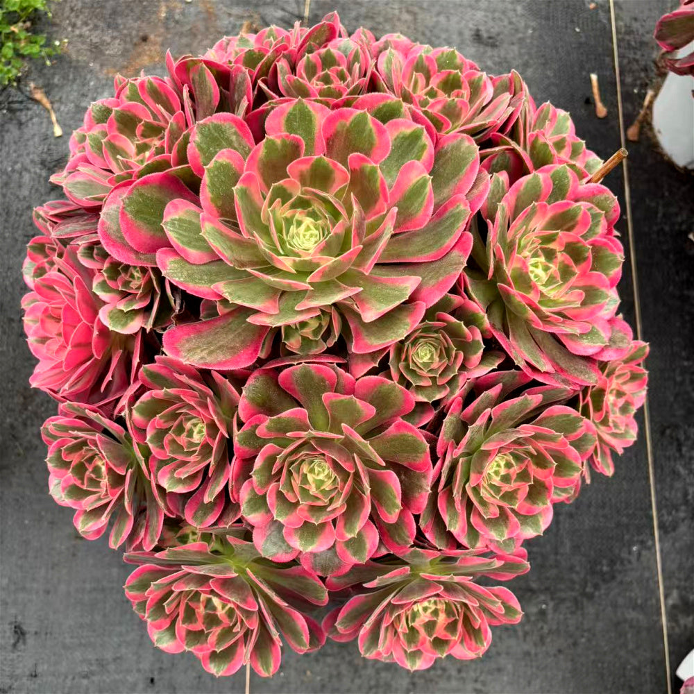 Aeonium 'Pink Lady' - Extra-Large Approx. 12" - Known For Its Watercolor-like Rosettes