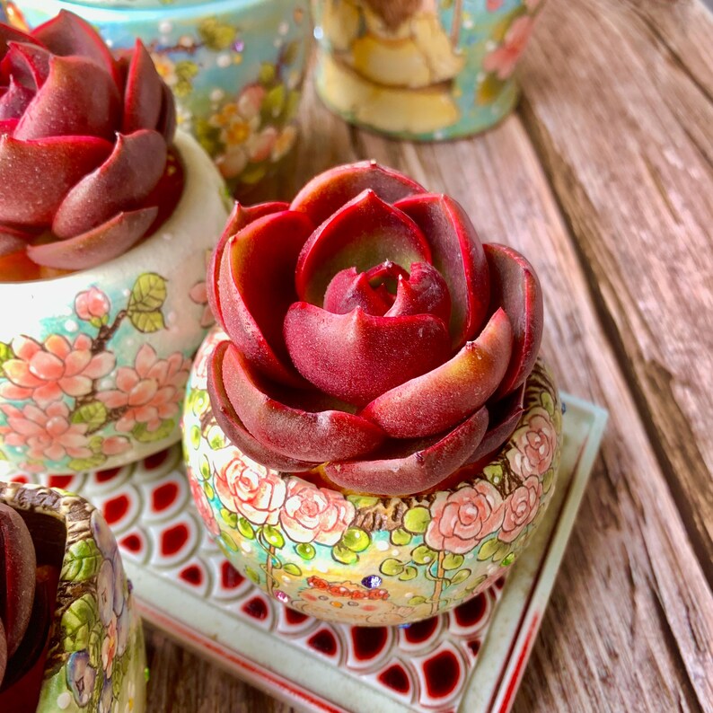 Echeveria 'Red Lantern' Approx. 3"–3.5" in Diameter