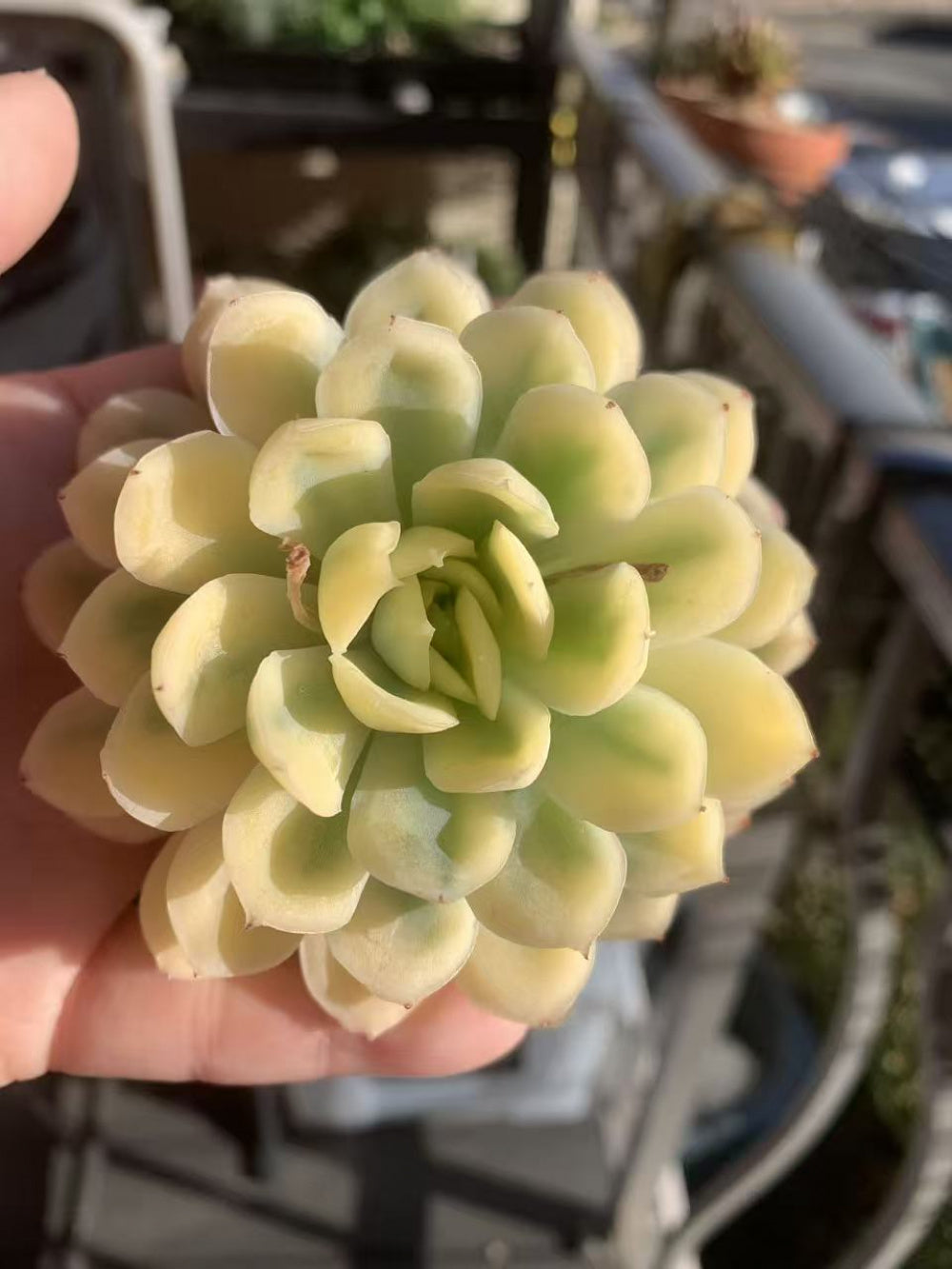 [Mother's Day Gift] Rare Delicate Jelly-like Succulent - Echeveria 'Strawberry Ice' Variegata - Drought-tolerant Hybrid Plant Pot