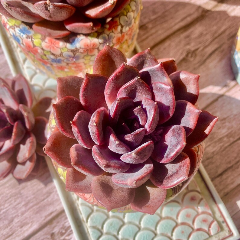 Father's Day Gift: Echeveria 'Black Mamba' - Rare and Striking Succulent - “The Mamba Mentality” is like Los Angeles at 4 a.m.