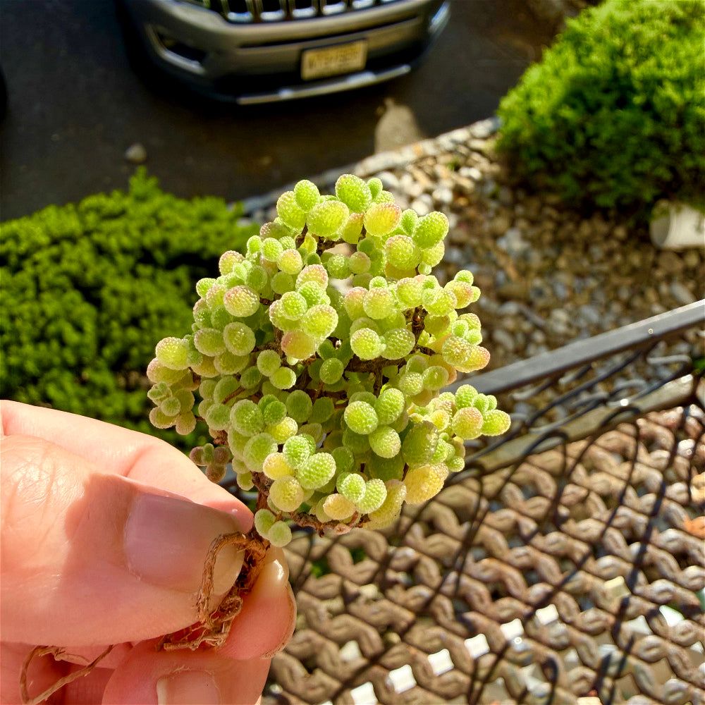 Beautiful Succulent Resemble Candy - Drosanthemum Globosum Cluster 2" - Rare Ice Sugar Ball Plant Mesemb