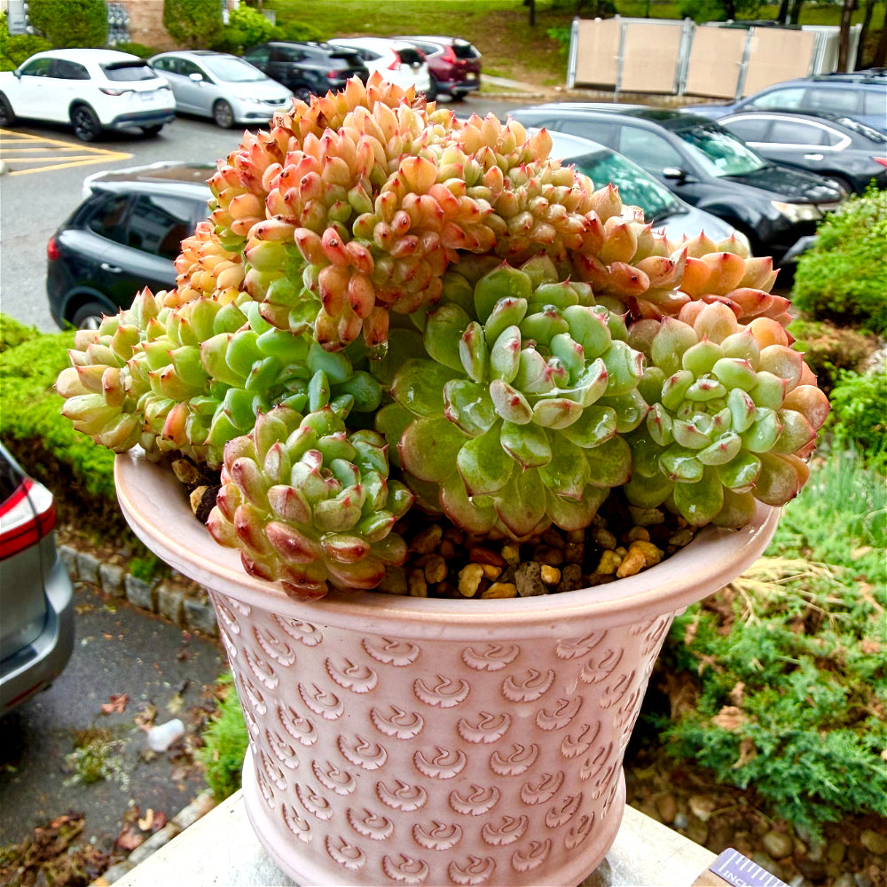1 of 1 Echeveria 'Chubby Hani' Cristation 5"-5.5" Rare Collector Succulent - Exact Plant Shown One-of-a-Kind