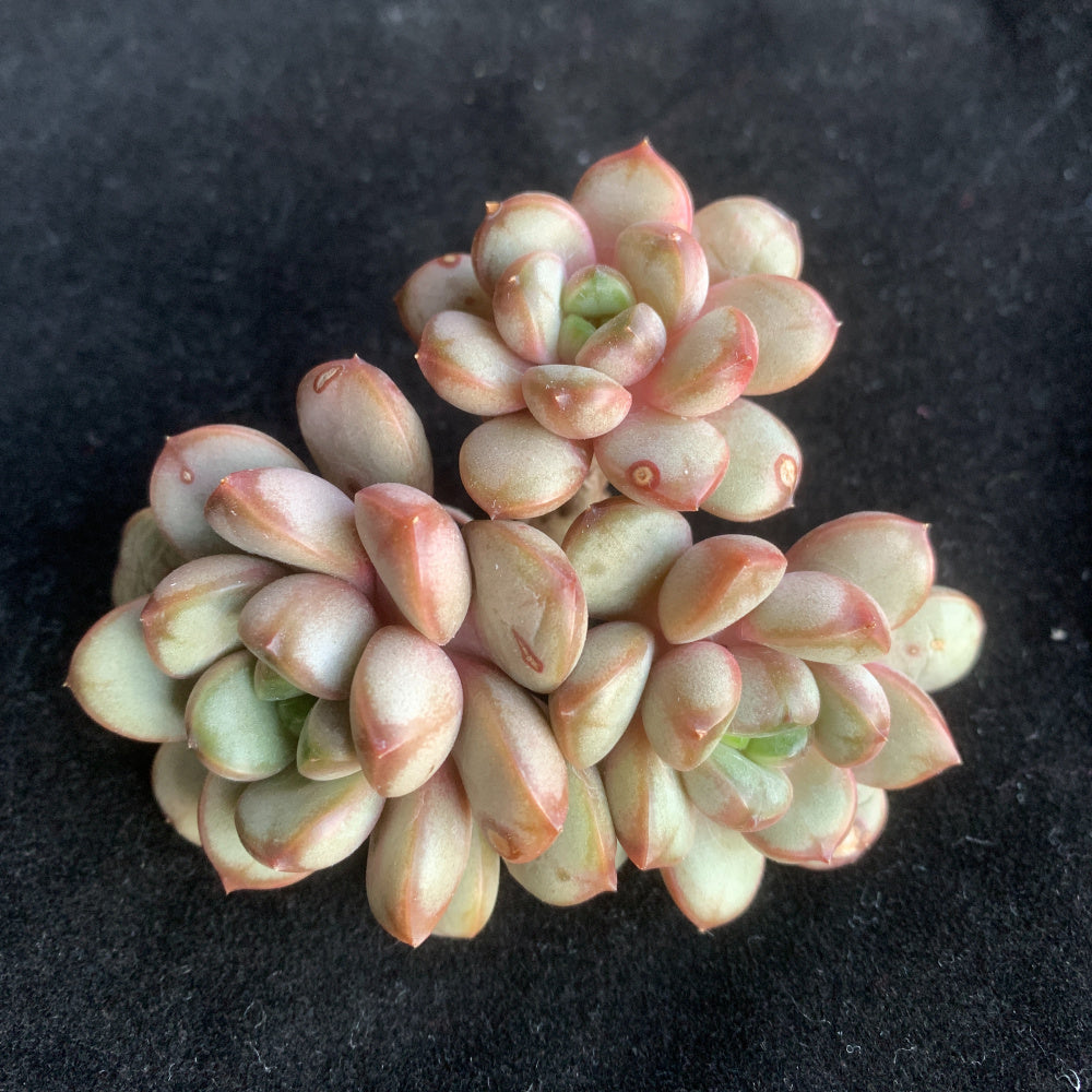 Highly Valued Succulent - Echeveria 'Champagne Grapes' - "Bubbly" Appearance Grape-like Cluster