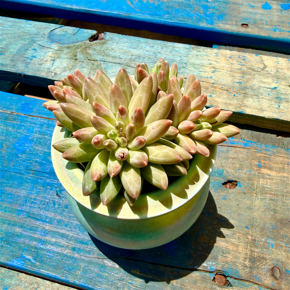 Echeveria 'Icarus' Cluster 3"-3.5" Diameter
