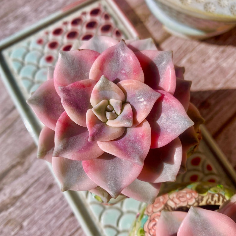 Popular Succulent - Graptoveria 'Debbie' Variegated - As a Beginner-friendly Drought-tolerant Plant