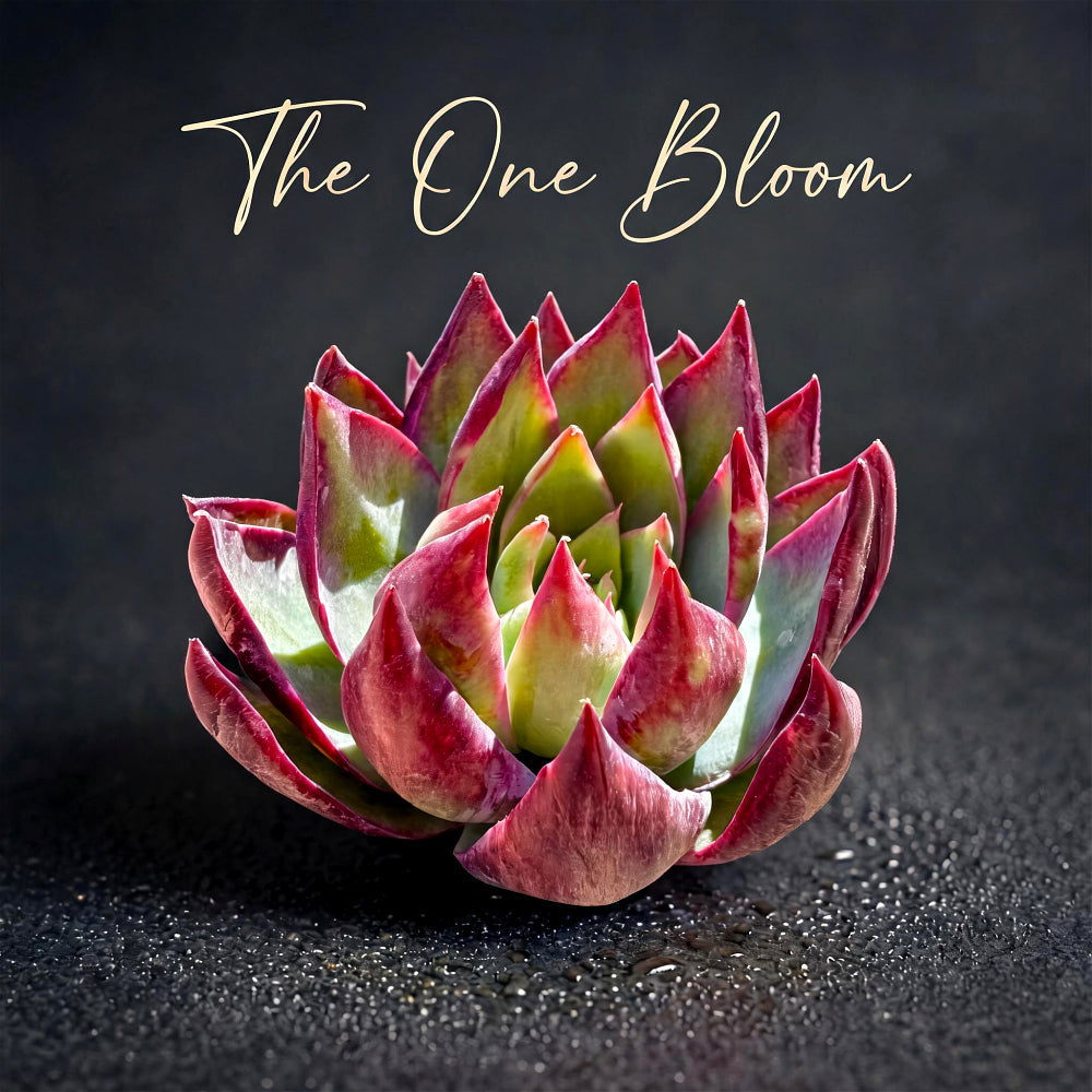 Echeveria Agavoides 'Casio' Variegata ~3"-3.5" Rare Succulent Live Plant