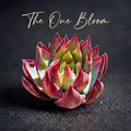 Echeveria Agavoides 'Casio' Variegata ~3"-3.5" Rare Succulent Live Plant