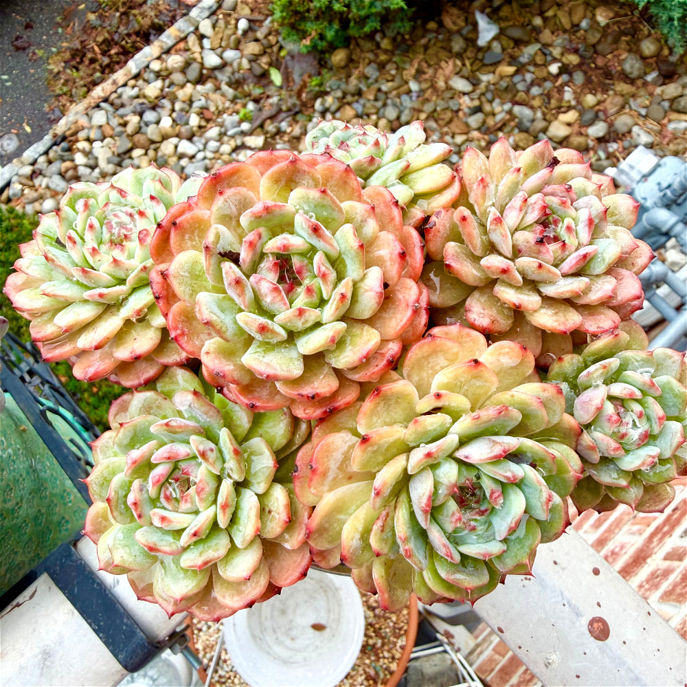 Echeveria 'Rosy Glow' 6.5"-7" WYSIWYG Live Plant - Exact Plant Shown Collector Rare Succulent