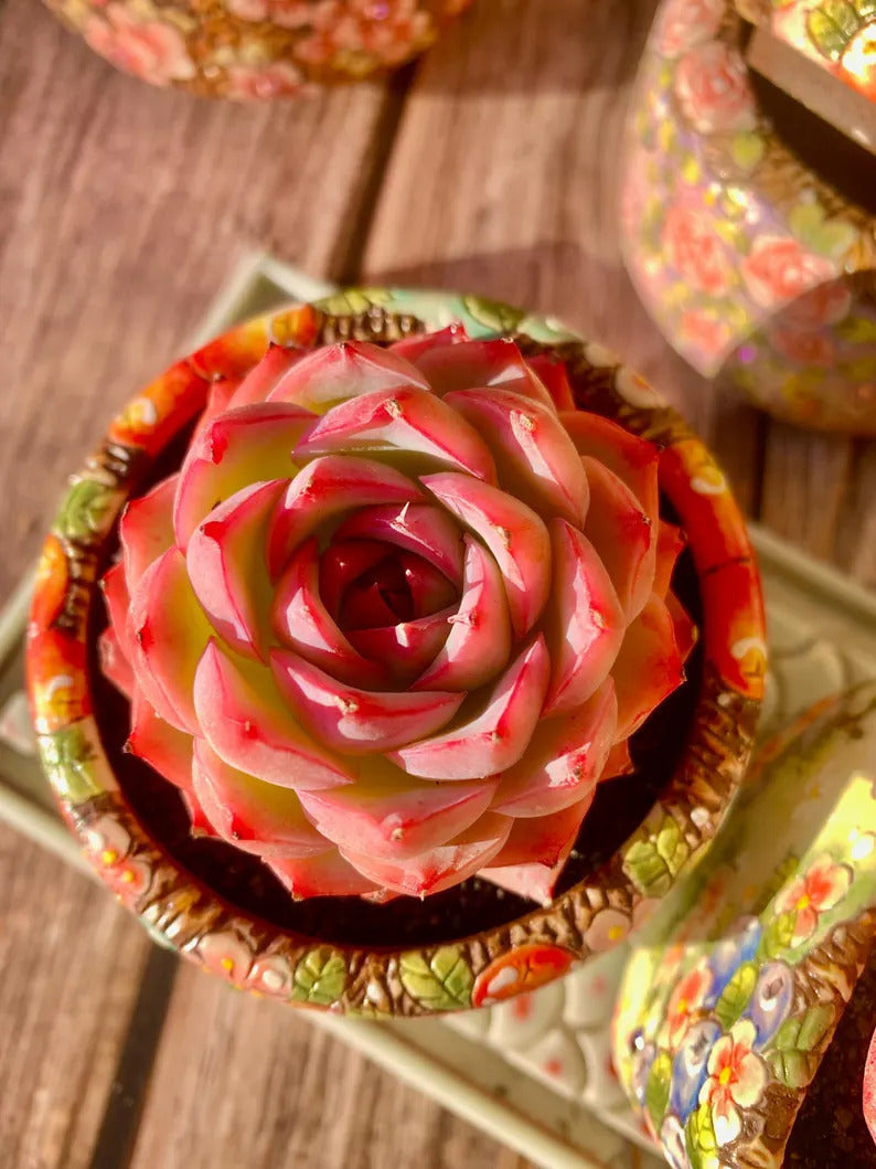 Pet-safe Succulent - Echeveria 'Silhouette' - Classic Rose-shaped Rosette Plant